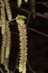 Eastern hophornbeam